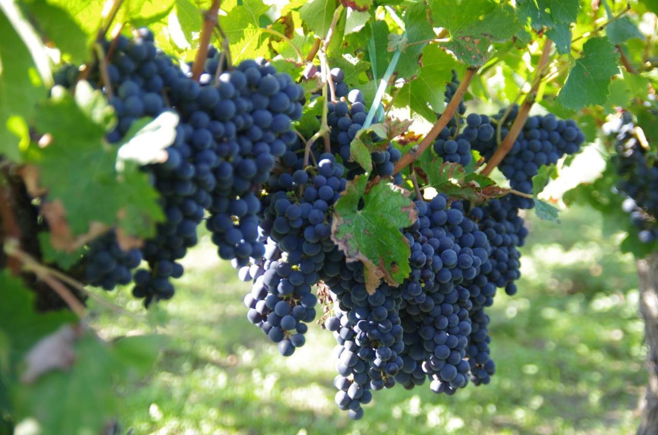 Clos De Bertinat Saint-Sulpice-de-Faleyrens エクステリア 写真