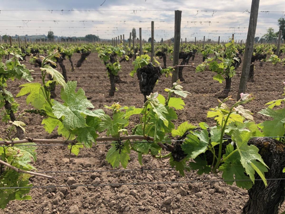 Clos De Bertinat Saint-Sulpice-de-Faleyrens エクステリア 写真